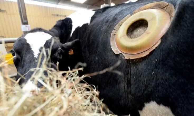 在牛身上掏个洞牛不会痛吗,牛为什么会在身上打洞