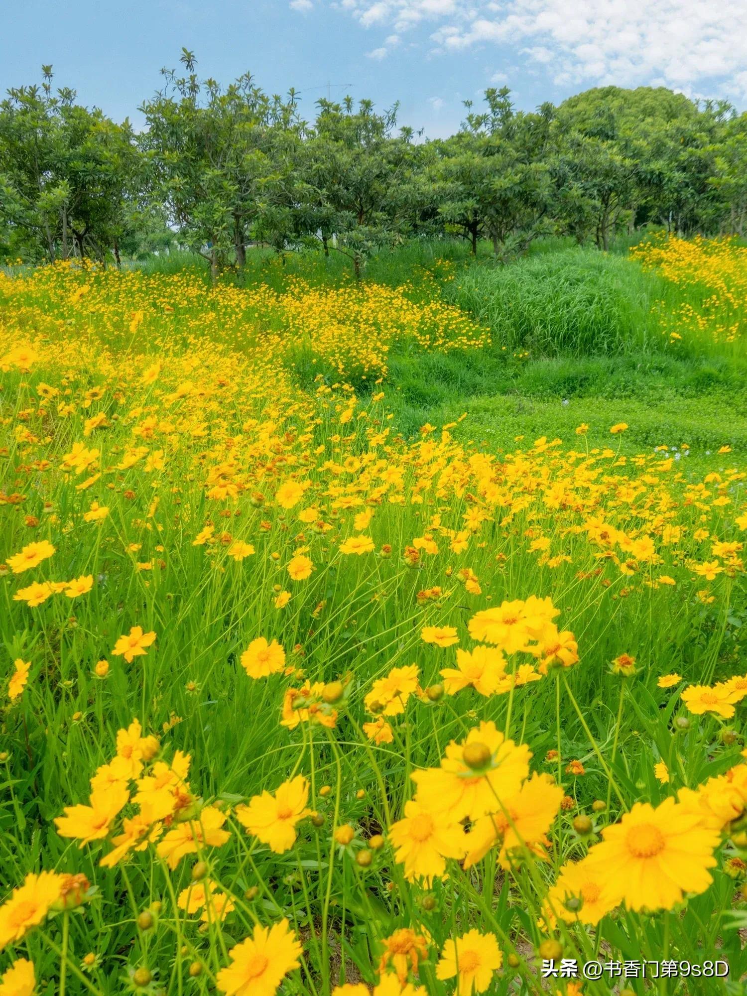 美丽的田野原唱,美丽的田野第32集