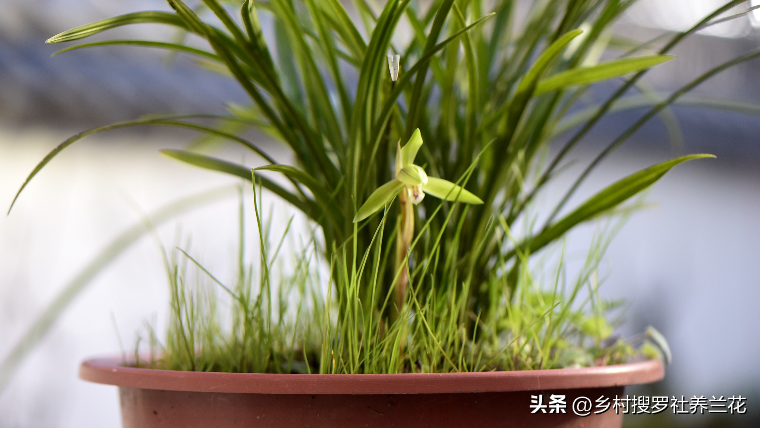 蕙兰盆栽春季养护注意事项有哪些,养蕙兰开花时的最佳方法