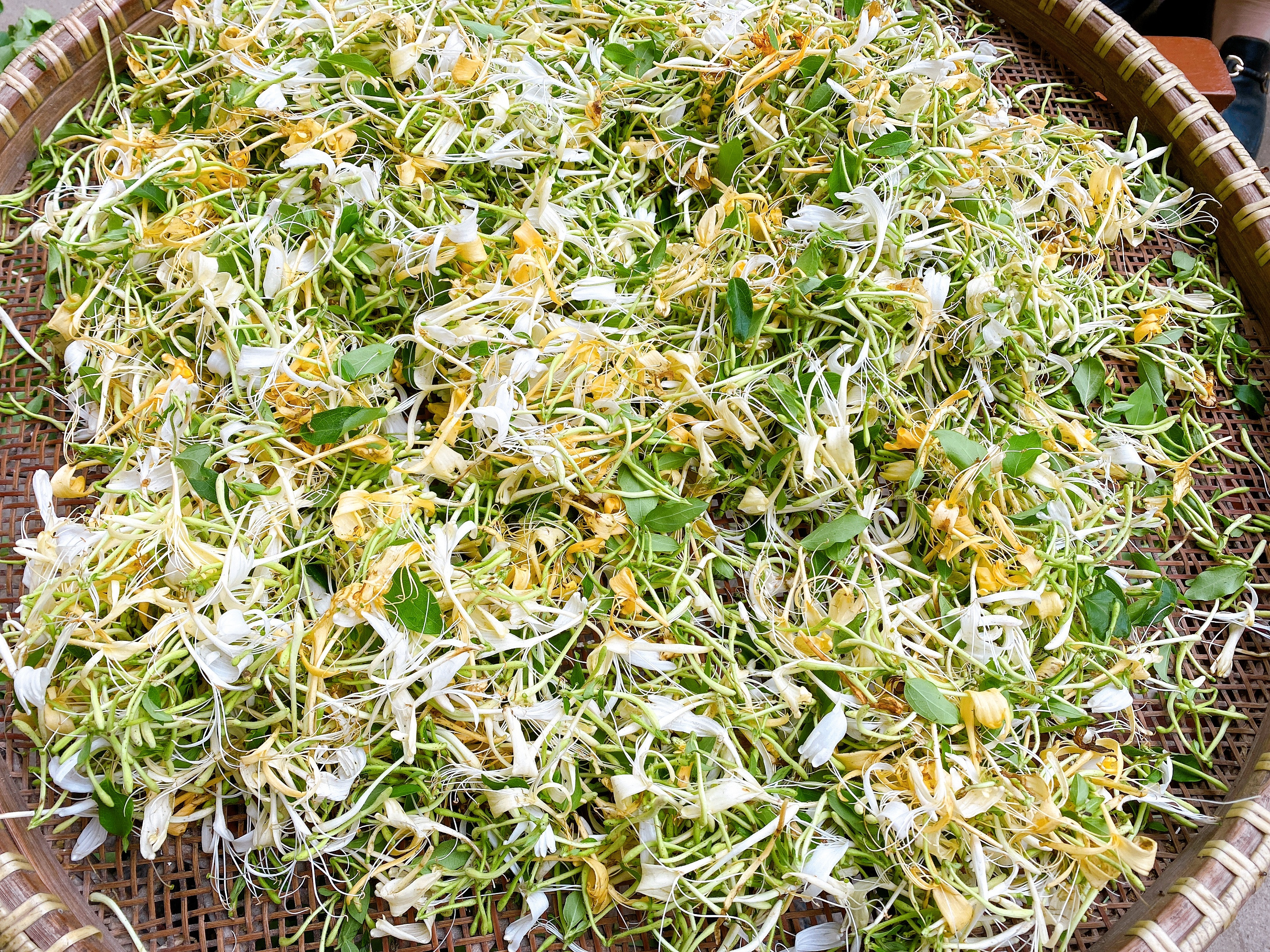 自制金银花茶,金银花茶最好的制作方法