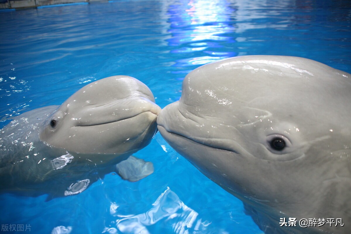 大连老虎滩海洋公园极地馆视频,大连老虎滩海洋公园和发现王国