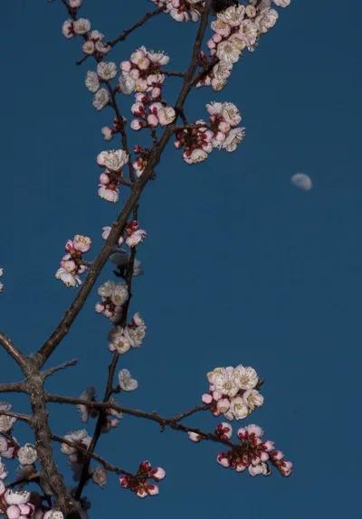 水边桃花月亮唯美图片,月亮竹影唯美图片