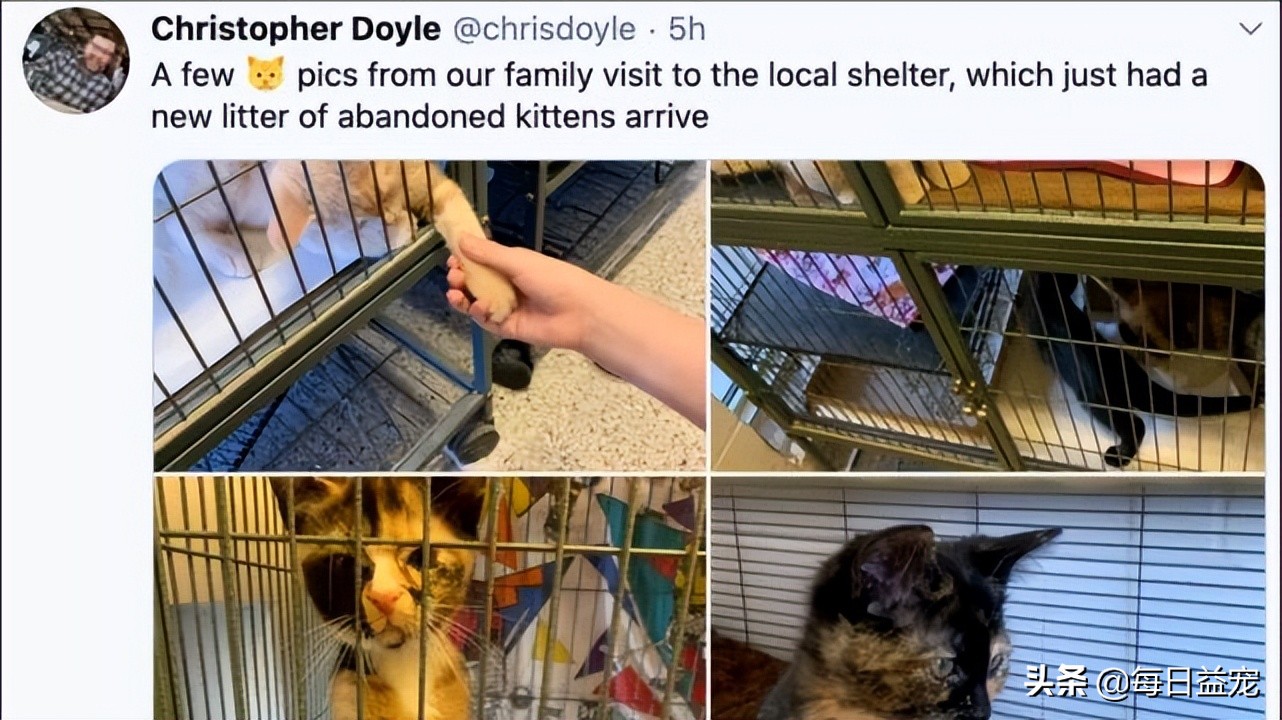 女生喜欢养猫无非是这几个原因,女生想养猫父母不同意怎么安慰