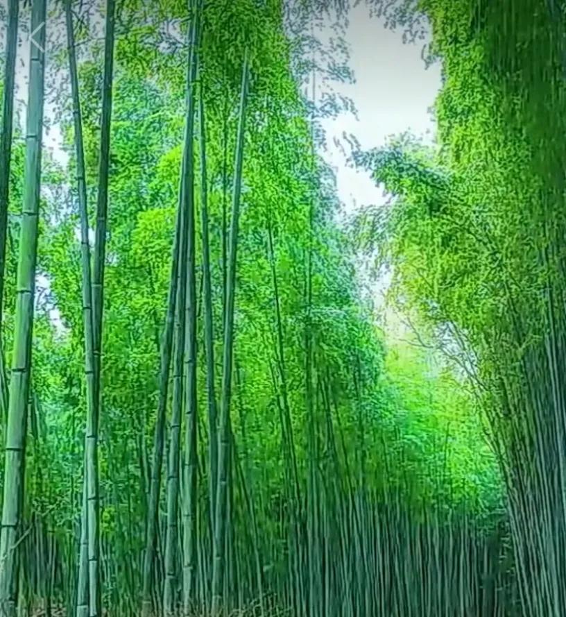 道之尊，德之贵，夫莫之命而常自然