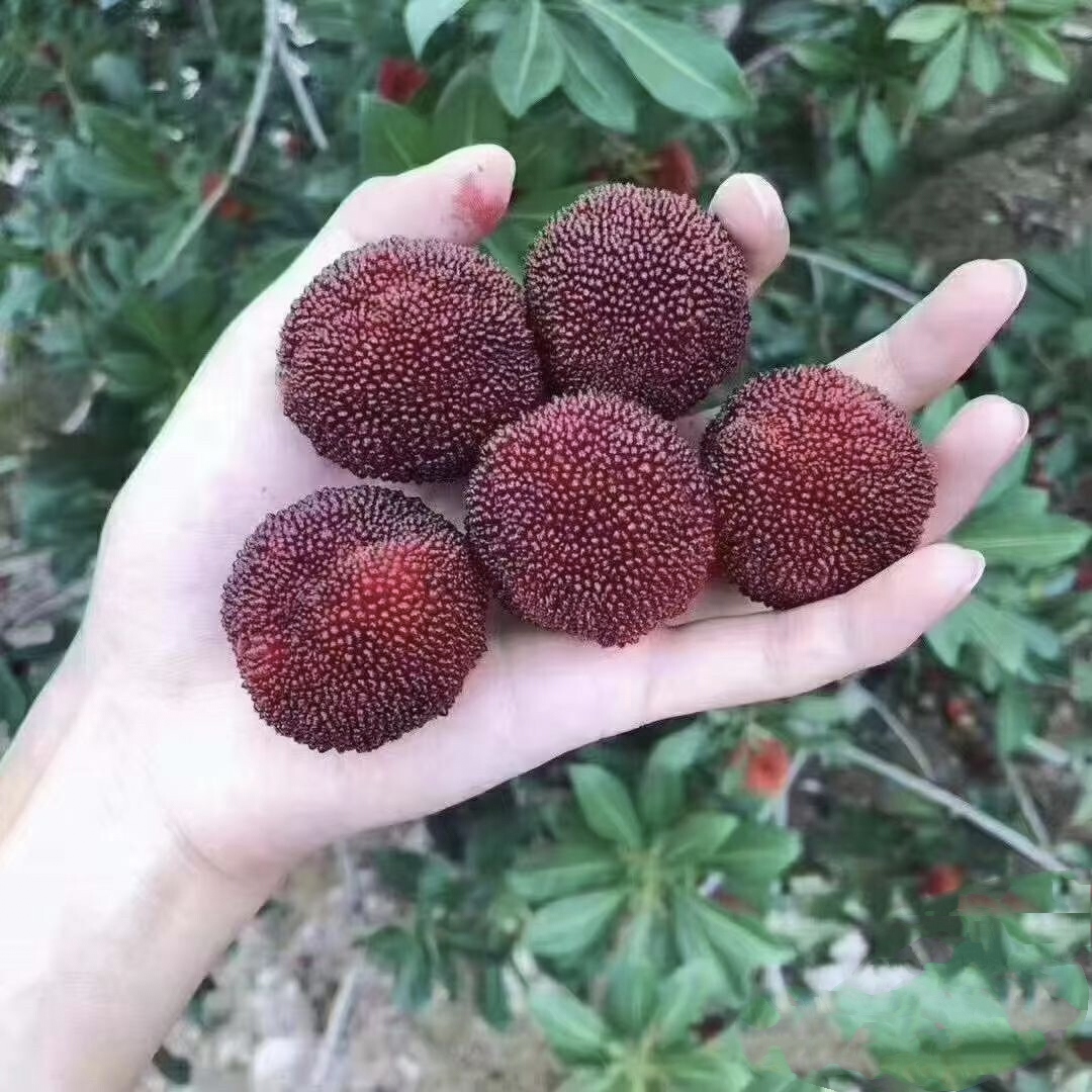 又大又甜的浙江仙居大杨梅,正宗的仙居东魁杨梅你吃过吗