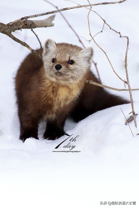 关于动物英语俚语中英文,包含动物的英语俚语或习惯表达