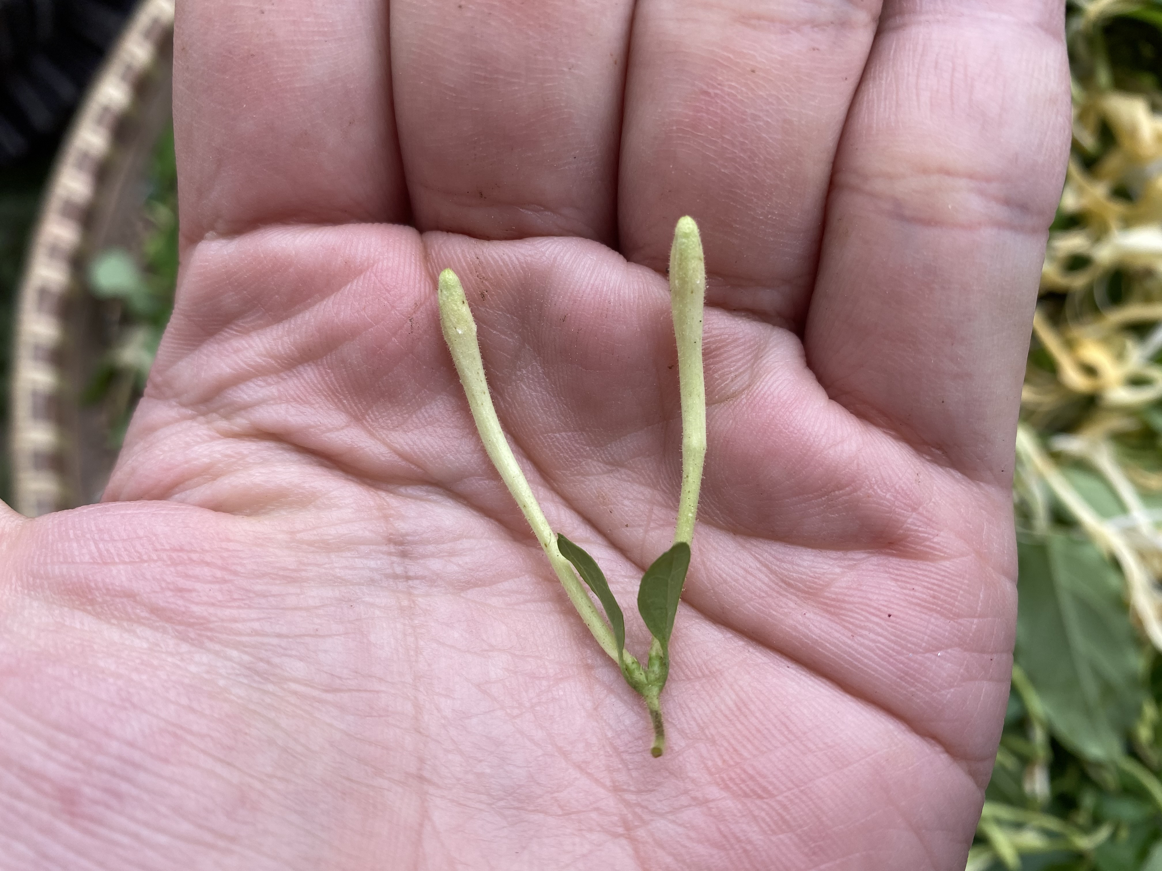 如何自制金银花茶,家庭制作金银花茶的方法