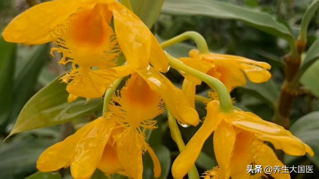 阳台种些它们，家中多了味“保健药”！助睡眠、理肺气、强身体，错过太可惜