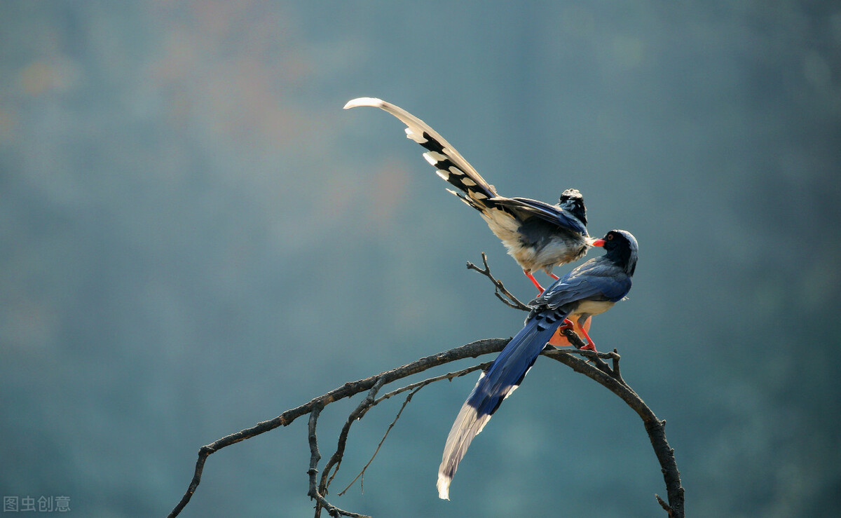 在天愿作比翼鸟的典故,在天愿作比翼鸟下一句是什么