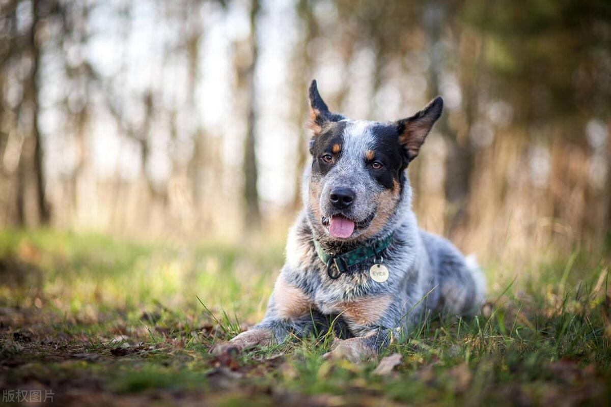 智商高的狗狗排名前十有哪些品种,智商高的狗狗排名小型犬