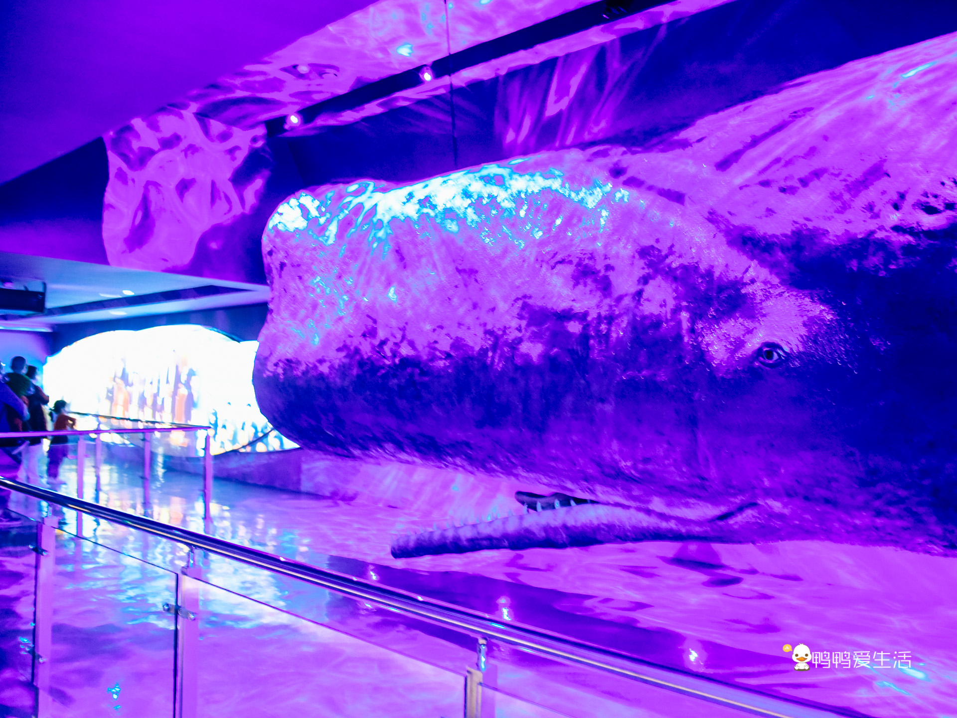 厦门鼓浪屿海底世界的抹香鲸,厦门鼓浪屿亲子旅游攻略