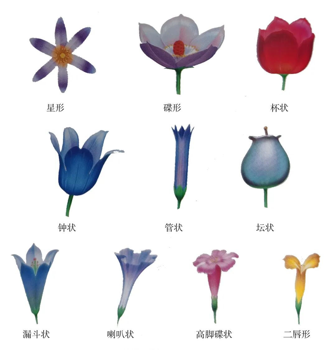 参观植物园或者公园了解常见植物,国家植物园游览指南