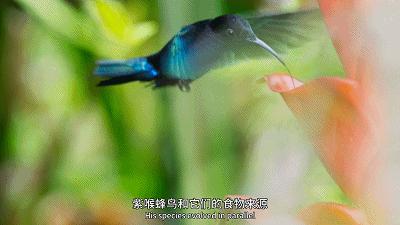 原来它们也有“性丑闻”，这片看完让我大开眼界