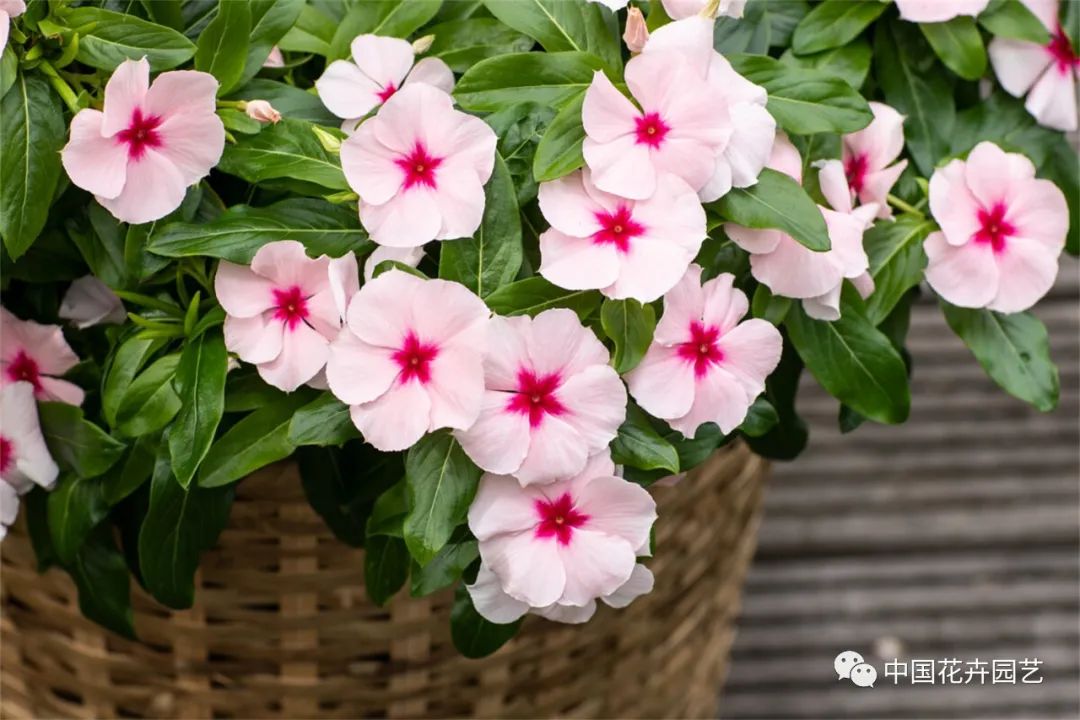 鑺卞崏鍝佺灞曠ず,鏂颁紭鑺卞崏鍝佺灞曠ず