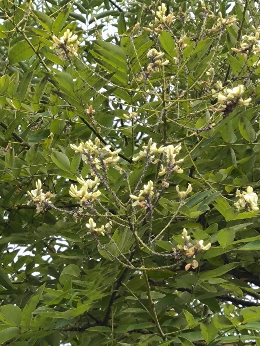 北方槐树今夏为什么玩了命地开花？花有毒，千万别吃