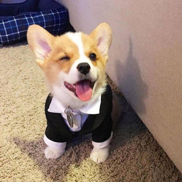 柯基爱生病吗,柯基犬爱生病吗