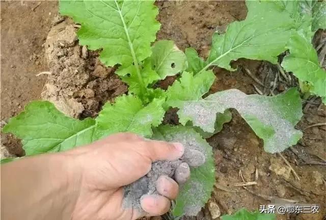 白菜萝卜苗生虫用什么方法治,如何不用农药防治大白菜萝卜虫害