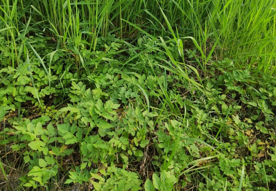 可以吃的野菜大全100种图解,教你认识100种野菜