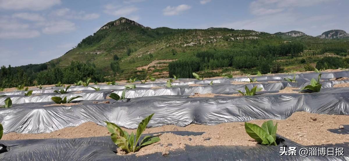 记者观察|合伙人思维为乡村“招贤纳士”！沂源县南鲁山镇创新做法破解乡村振兴发展困局