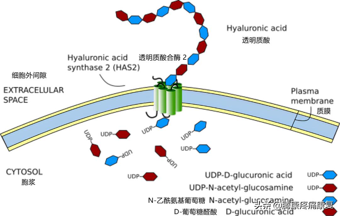 ha玻尿酸极润保湿,ha玻尿酸护肤品好吗