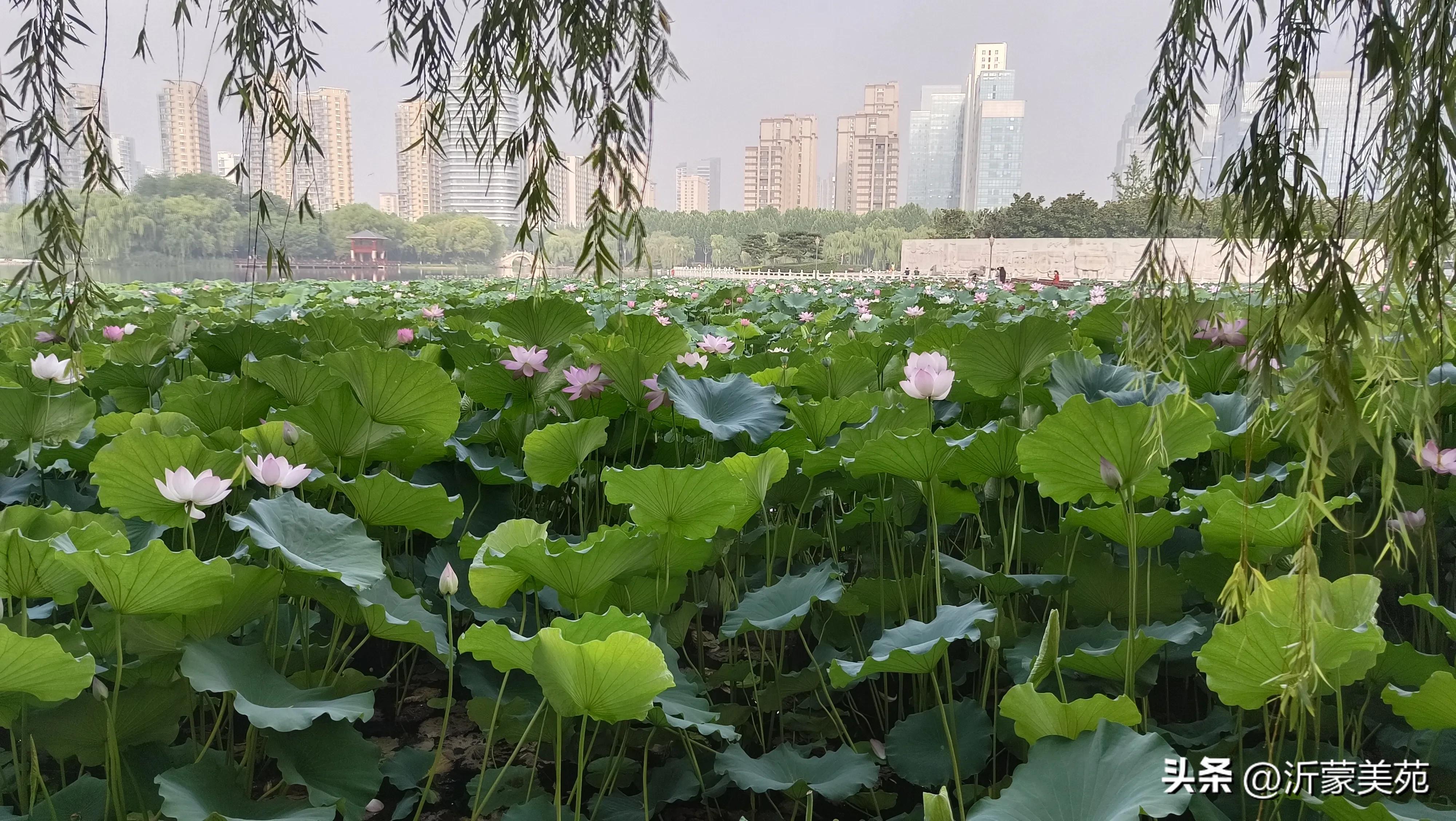 这个季节临沂哪里玩最好,夏天的临沂五洲湖