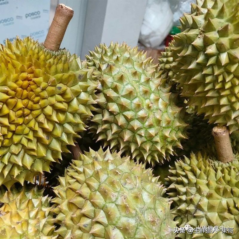 越南当地猫山王榴莲多少钱一斤,越南榴莲知识
