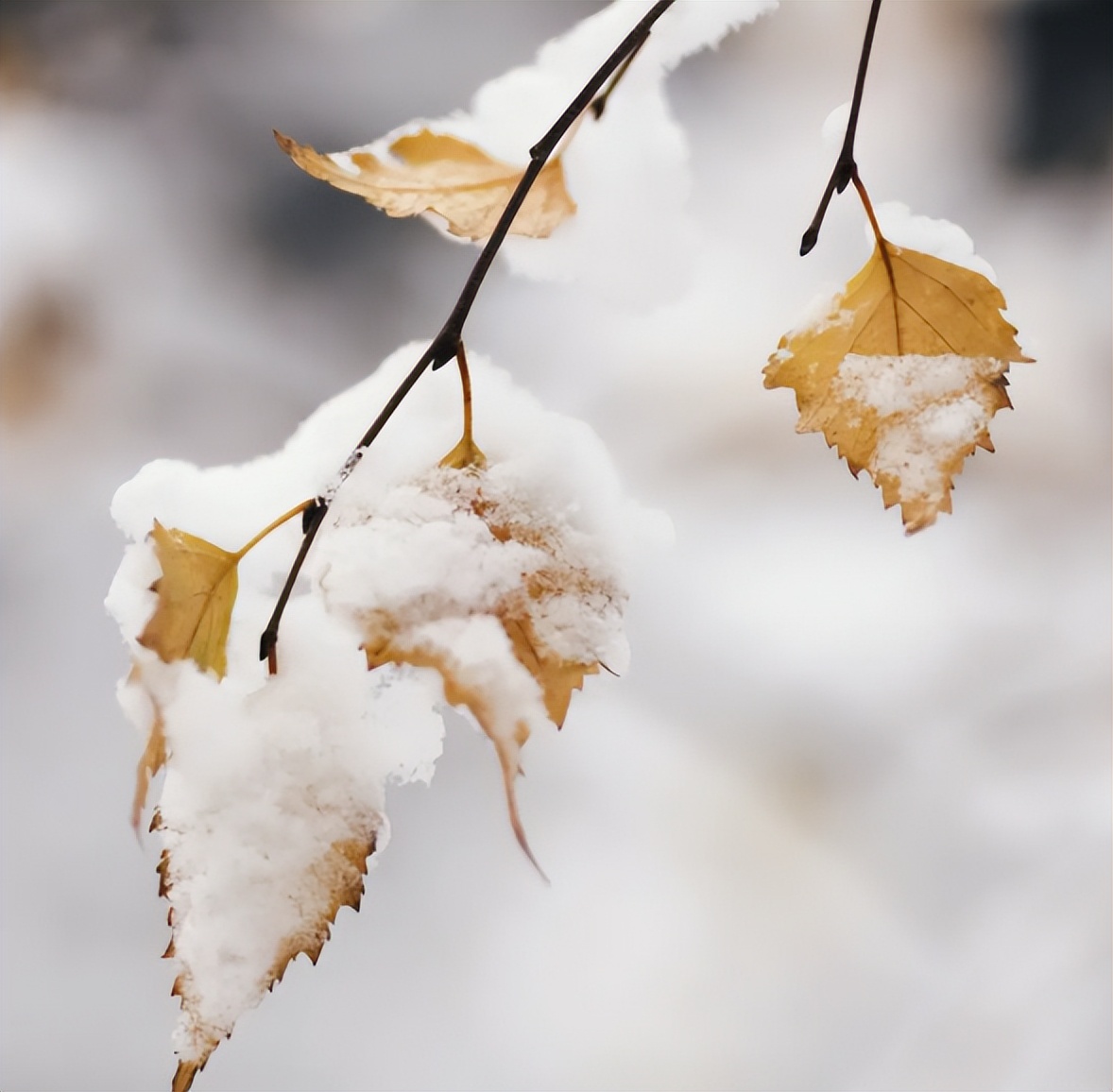 【文末有福利】钟楼街恢复营业！备受宠爱来过冬！速戳《钟楼街暖冬攻略》！