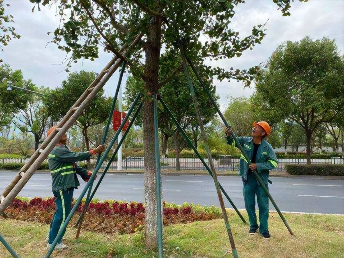公路行道树修剪规范标准,关于道路行道树修剪的情况说明