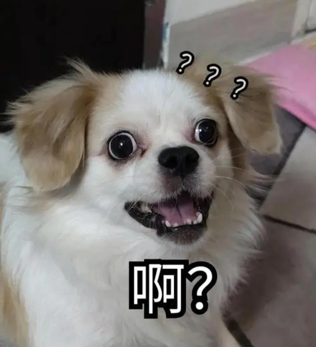 俄罗斯猫被制裁会涨价吗,俄罗斯猫被制裁图片