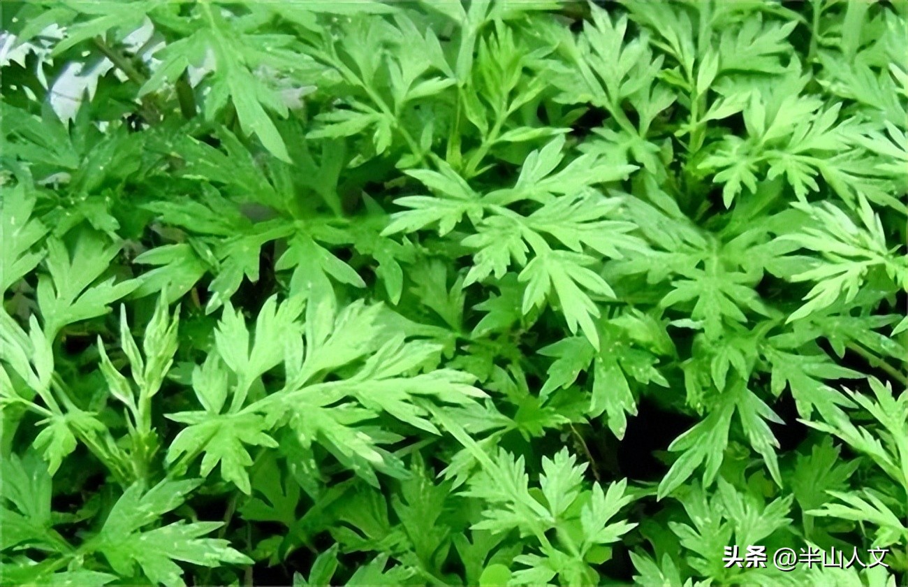 艾粄鸡的客家做法,客家清明习俗艾粄