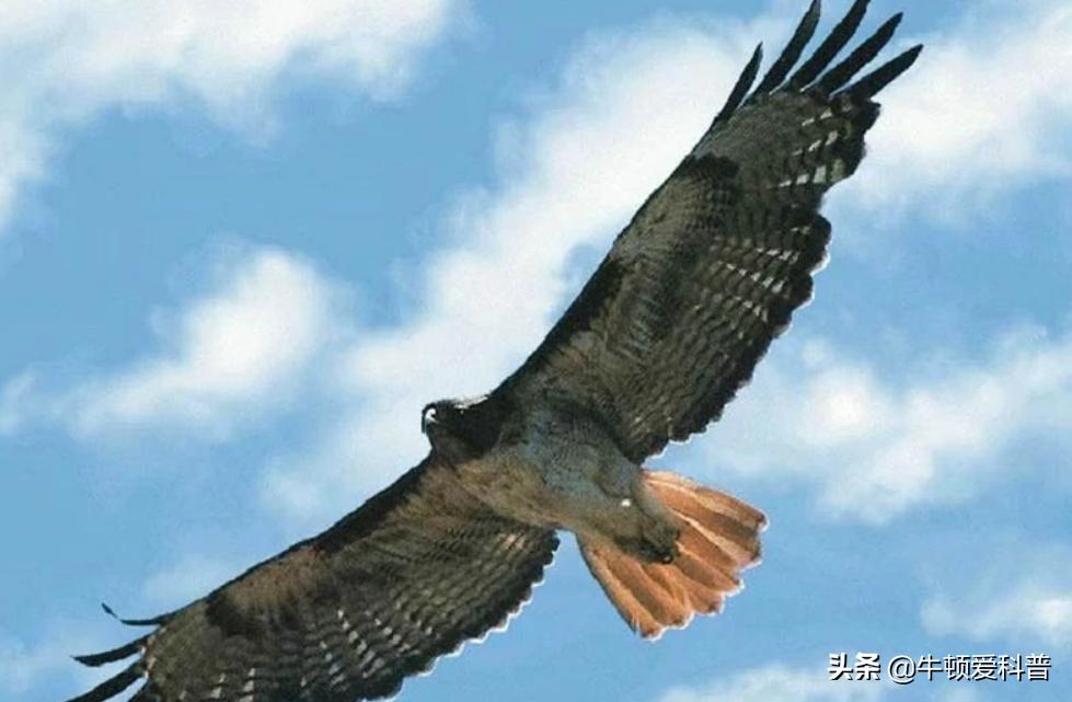 世界十大猛禽角鹰,猛禽金雕是什么鸟
