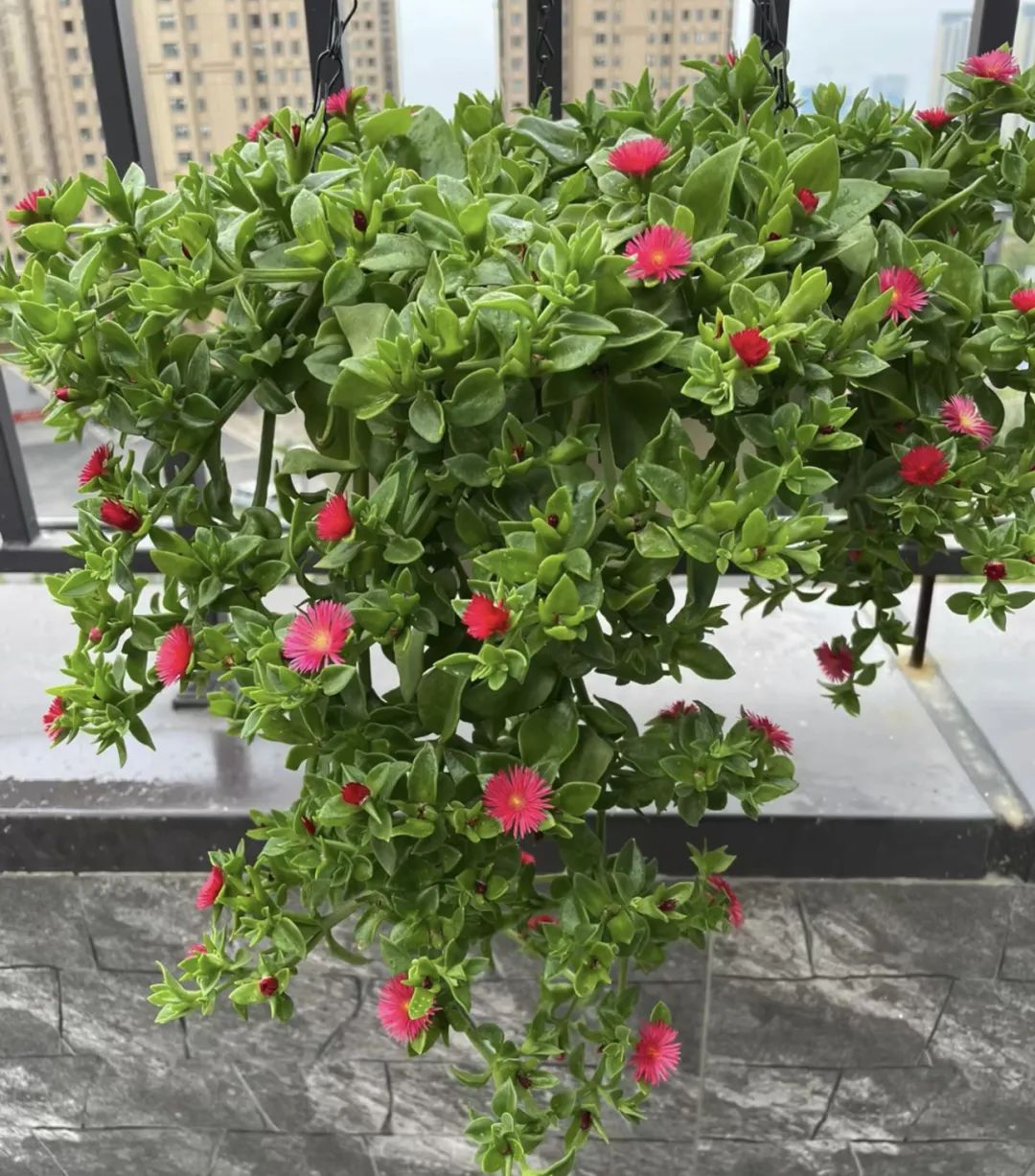 5种“爱喝醋”，6月一杯醋，黄叶不见了，开花一整年！