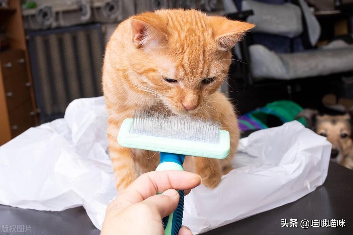 对猫咪过敏症状不严重可以养猫吗,对猫咪过敏有什么可以解决的嘛