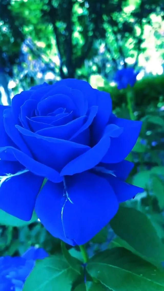 蓝色妖姬代表什么,蓝色妖姬于荣光版