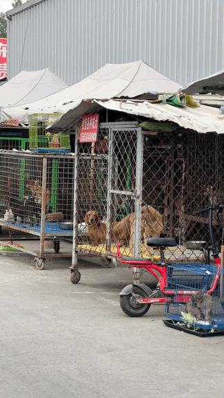 三联鸡鸭市场在哪里,三联市场家禽