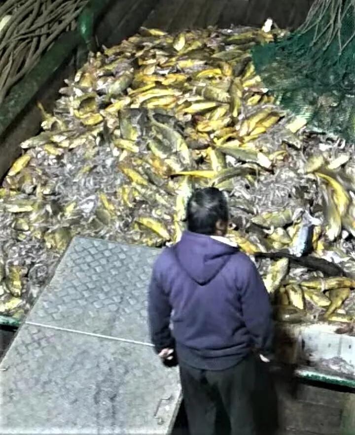 浙江黄花鱼957万,渔民捕获4900斤野生小黄鱼