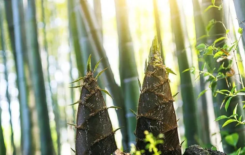 手写谷雨春天的最后一次回眸,谷雨春天的最后一次回眸图片