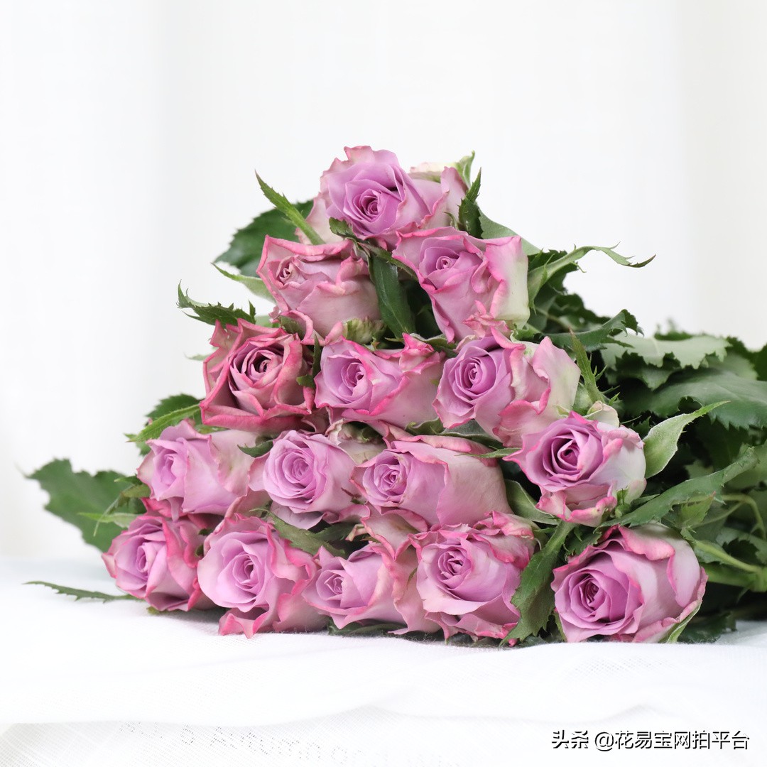 花店玫瑰为什么不香,花店里的玫瑰为什么不香