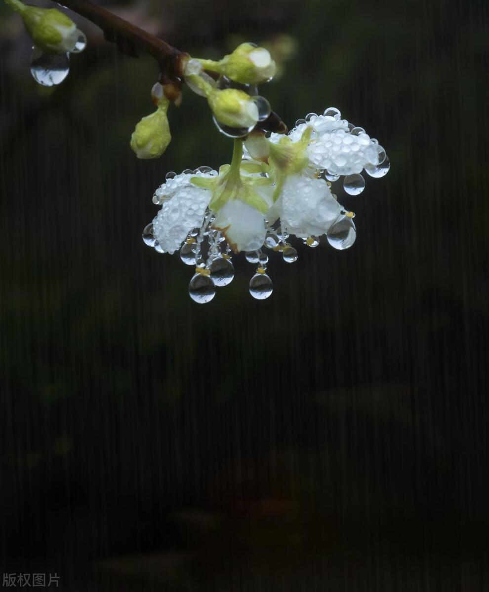 拍摄技巧如何拍摄好看的花卉照片,拍摄花卉技巧大全图片