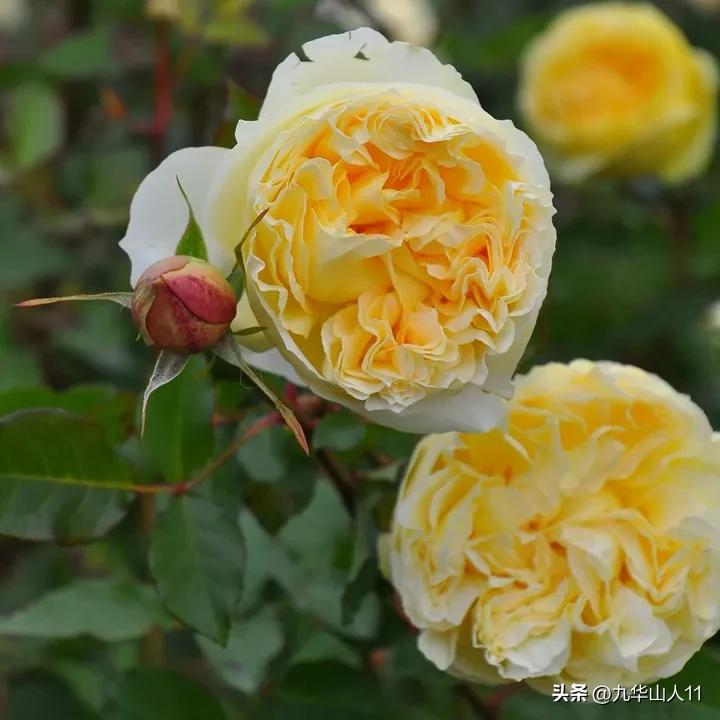 大花胖美人月季有几个品种,适合阳台养的大花月季品种