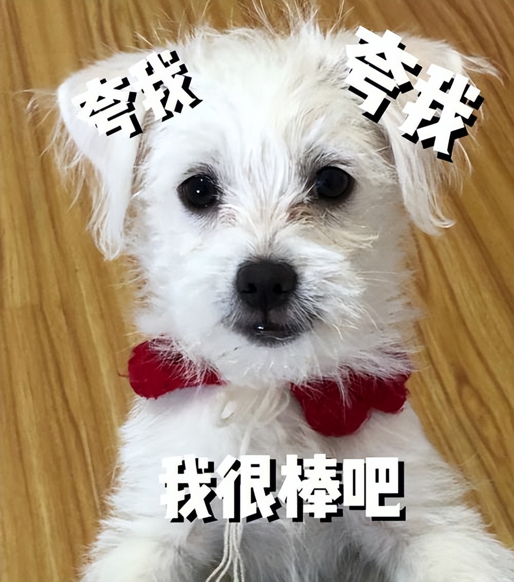 哪几种狗最温顺不爱咬人,性格最温顺不咬人的狗是怎么回事