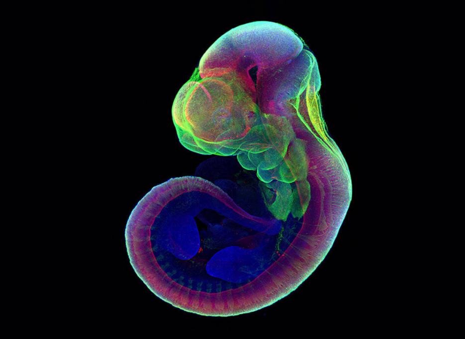 为什么日本人要杂交胚胎实验,日本人的杂交实验成功了吗