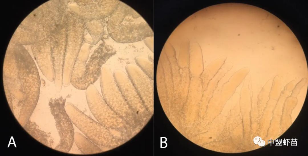 这种虾病，对虾产业产生深远影响！养殖大神揭露该病的今生前世！
