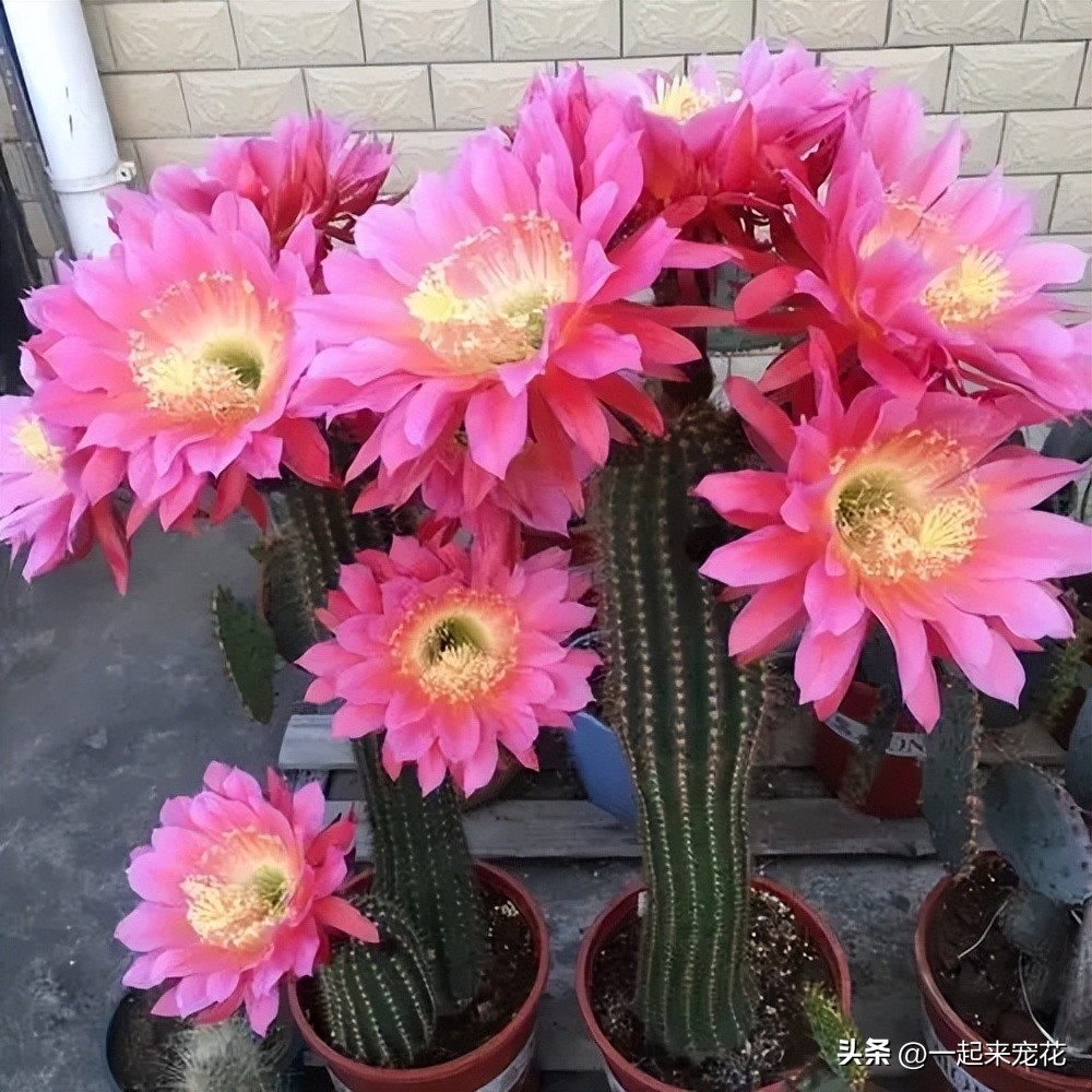 最适合新手养的4种花漂亮极了,1月份最好养好看的5种花