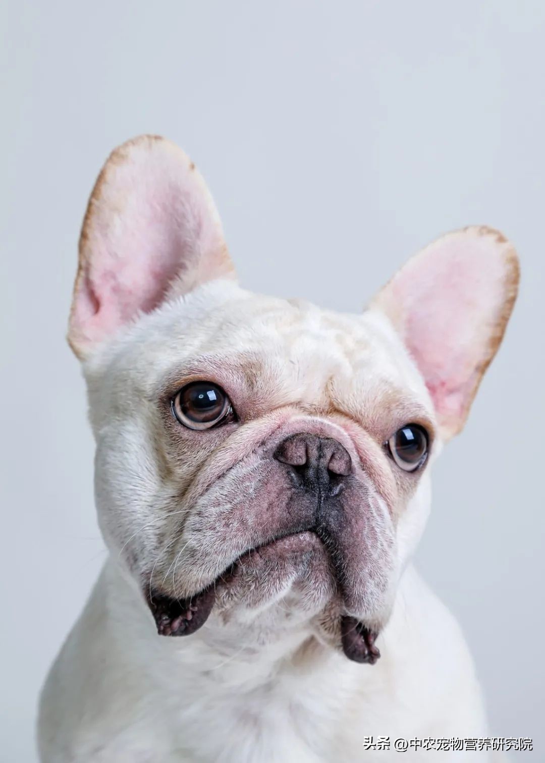 宠业新观察,中国宠物行业的发展史