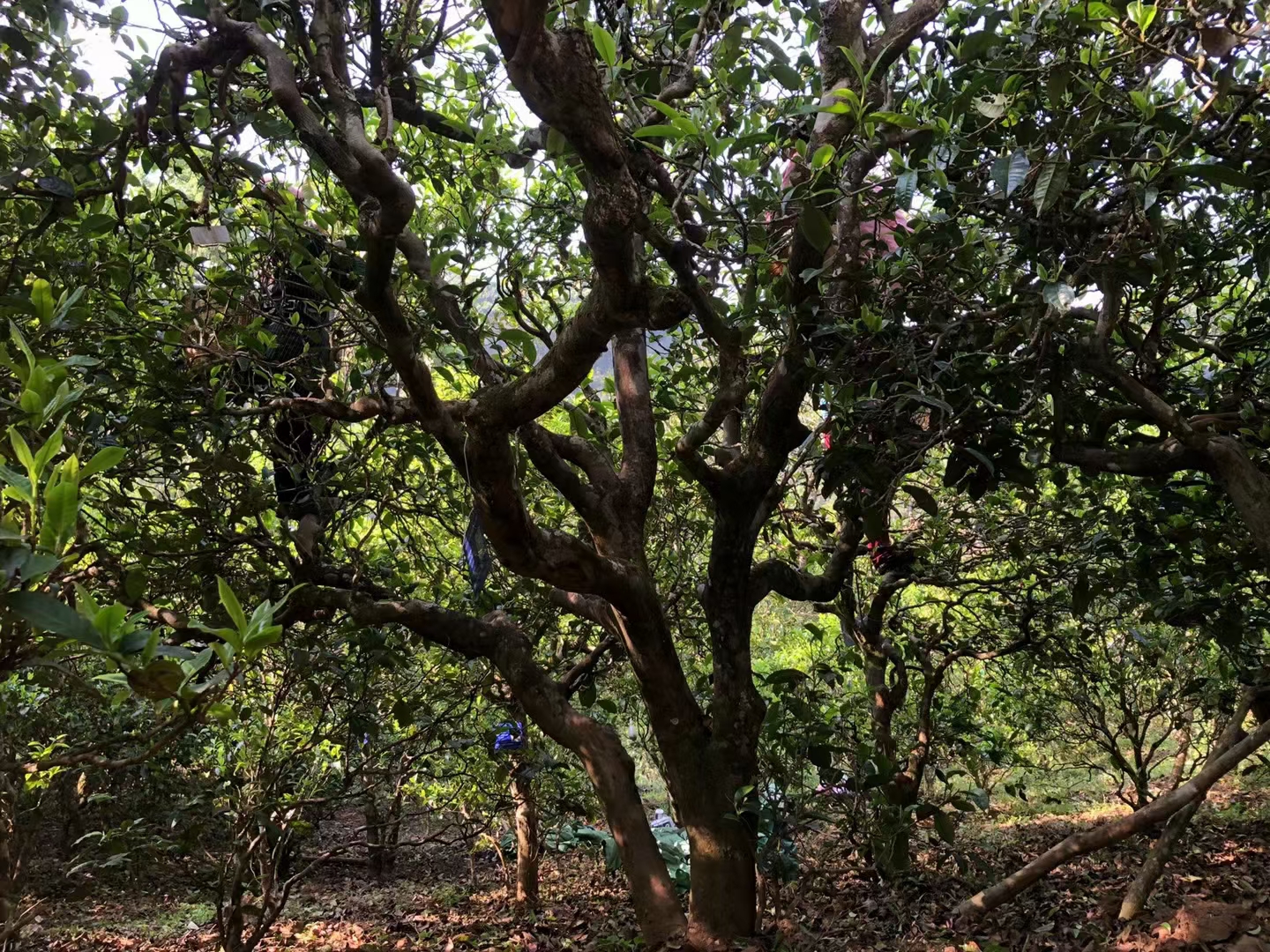 卖茶叶的利润空间有多少,卖茶叶生意利润怎么样