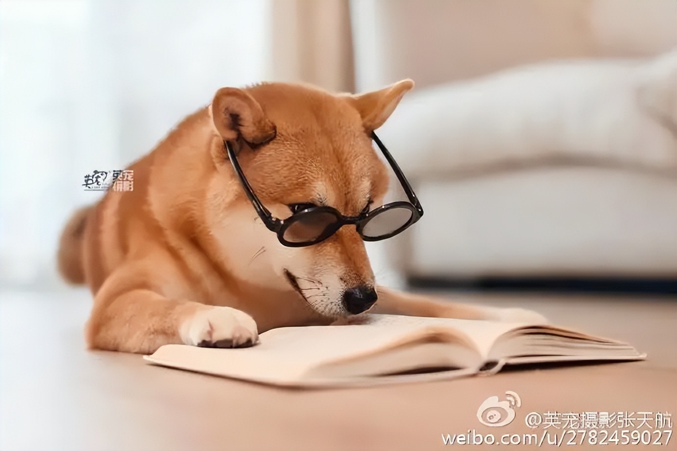 各个国家代表狗品种,各个国家的犬类动物代表