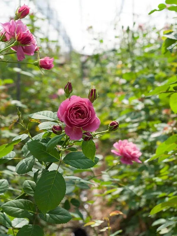 日本月季耐阴品种,日本葵月季适合两广吗