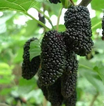 大妈用桑葚染发后续,大妈在家用桑葚染头发