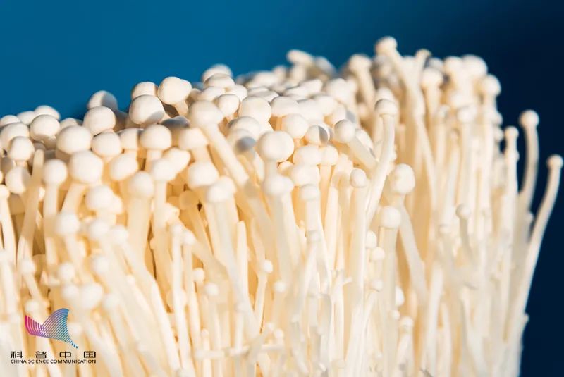 金针菇为什么又叫明天见,金针菇什么时候吃比较好